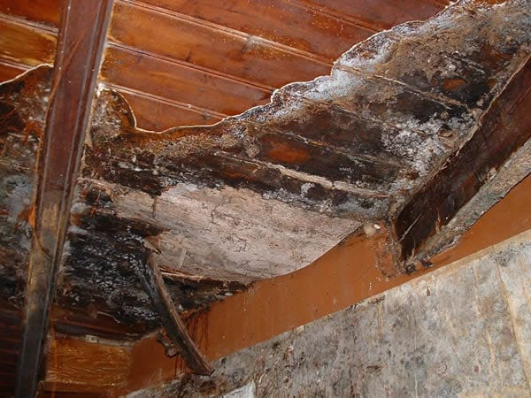 La mérule peut causer de gros dégâts dans les habitations